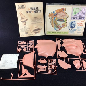 Vintage 1968 Pyro Nose Mouth Anatomy Life Size Model Kit. Unassembled. Complete.