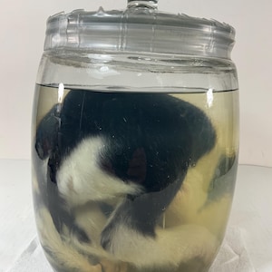 Wet Specimen Oddity Black and White Fetal Goat in Large Glass Jar. Freak Show/Science. NO Shipping.