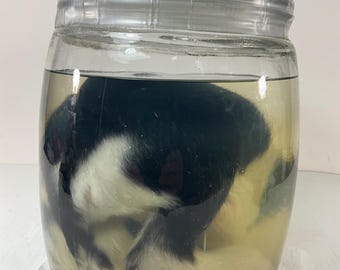 May include: A black and white animal preserved in a glass jar with a lid. The jar is filled with a clear liquid.