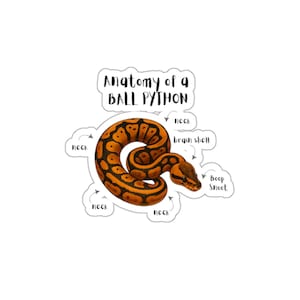 Può includere: Un adesivo con un'illustrazione di un pitone palla con segni arancioni e marroni. L'adesivo include il testo "Anatomia di un pitone palla" ed etichette che indicano il collo, il cervello e il muso del serpente.