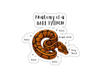 Anatomie eines Königspython Gestanzte Aufkleber, Python-Liebhaber Geschenk, Reptil Dekor, Tieranatomie Kunst, Laptop Aufkleber, Einzigartiges Lerndesign