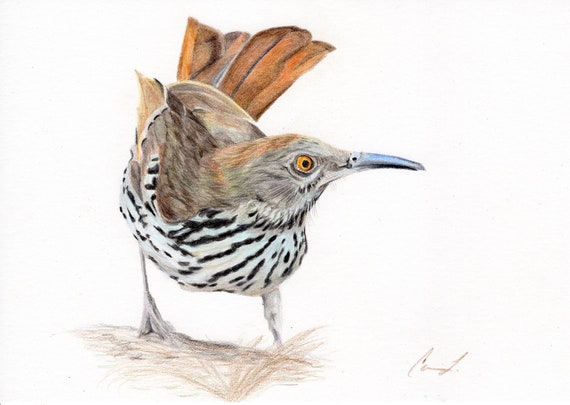 Long-billed Thrasher - Original colored pencil drawing - Dessin original oiseau