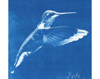 Hummingbird Photograph Blue & White Border 8x10 Cyanotype Print #2