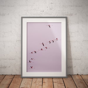 Flamingo print, Flying birds, Bird photography, Travel photography, Animal photography, digital download print