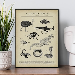 Divertidos nombres de animales cartel "Peligro Bois del mundo natural" - Arte animal divertido, cartel de anatomía animal, cartel de hechos animales, animal vintage