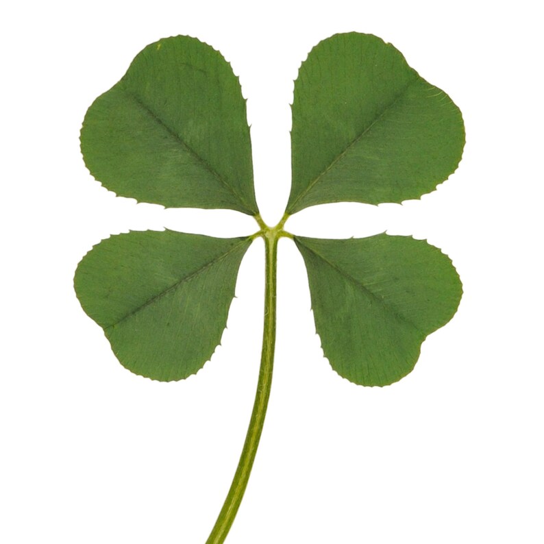 Wholesale 30 pcs Genuine Real 4 FourLeaf Clover Green Irish Etsy