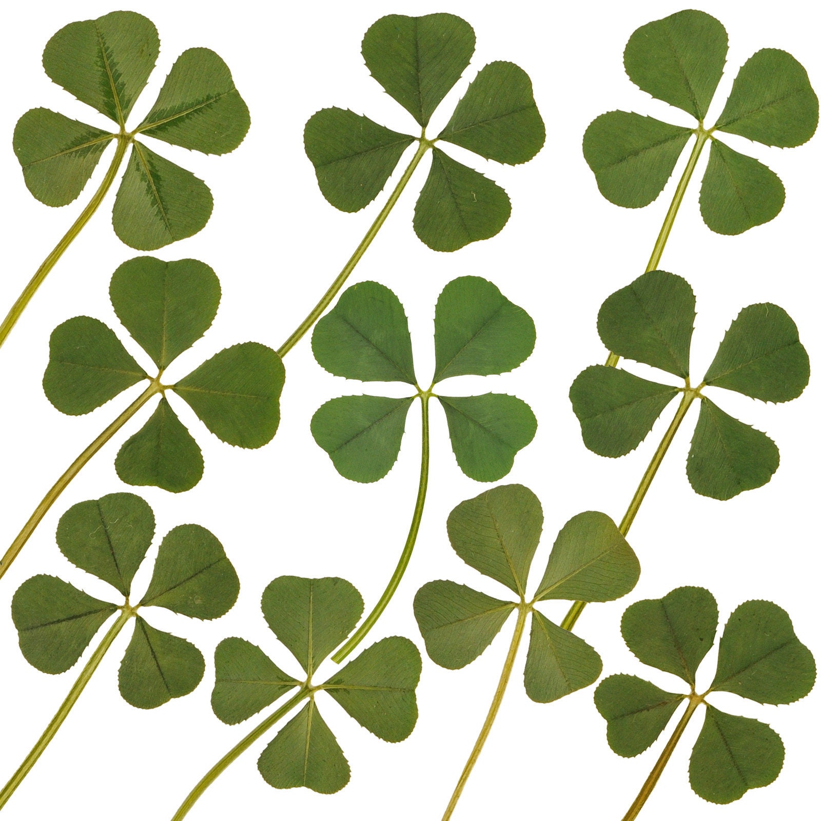 Lucky Clover MUG, St Patrick's Day Green Four Leaf Clover, Saint Patties  Day Gift, Shamrock Irish Bridesmaids, Celtic Dublin Ireland -  Canada