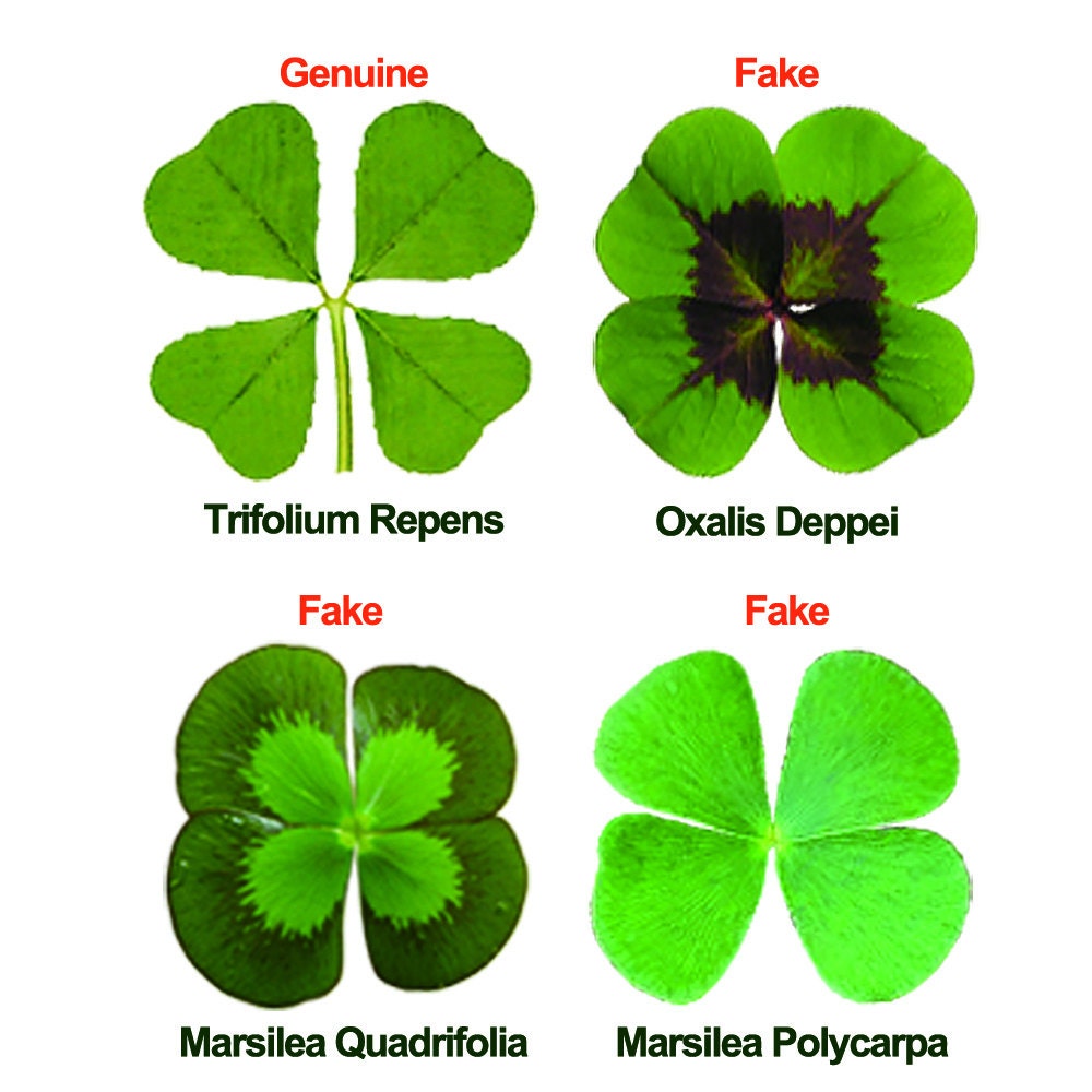 Natural Genuine Real 4 Four-leaf Clover Green Irish Shamrock Pressed Flower  Stuff for Favours Supplies DIY Crafts Handmade Art Materials M 