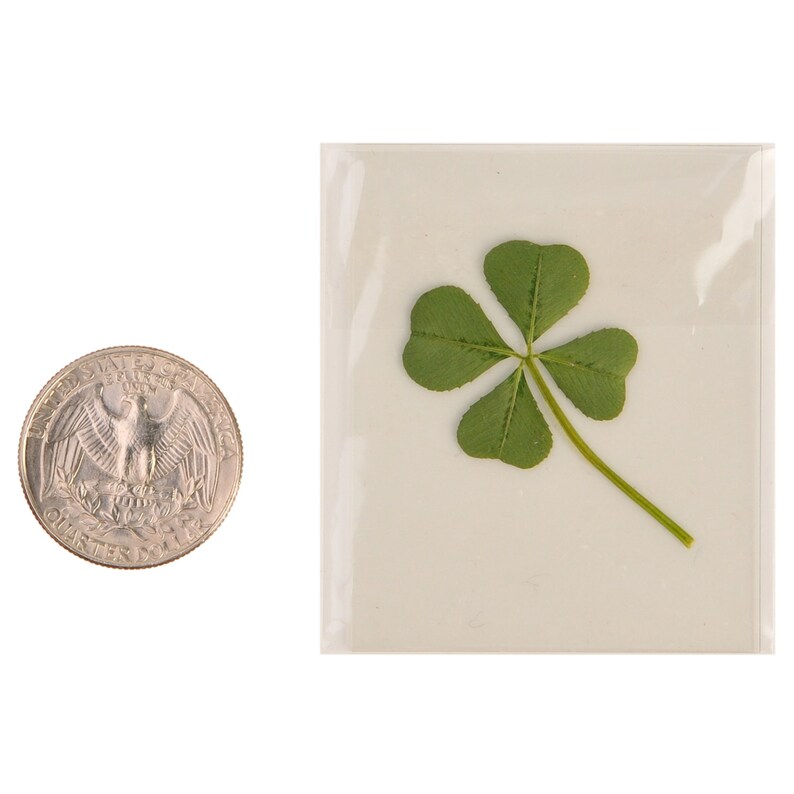 Natural Genuine Real 4 FourLeaf Clover Green Irish Shamrock Etsy