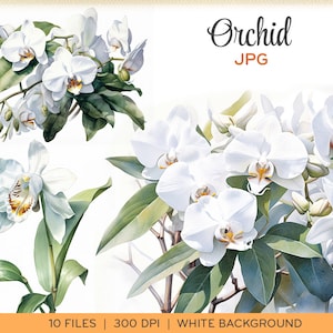 Watercolor orchids clip art, JPGs, white orchid, aquarelle flowers, asparagales, white background, instant download. 0010TS