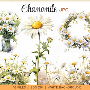 Watercolor chamomile clip art, JPGs, aquarelle daisies flowers, wreaths, borders, white background, instant download. 0012TS