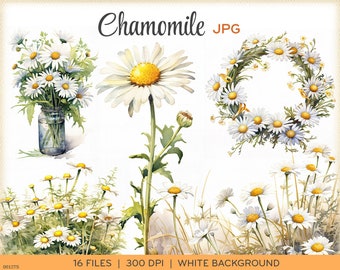 Watercolor chamomile clip art, JPGs, aquarelle daisies flowers, wreaths, borders, white background, instant download. 0012TS