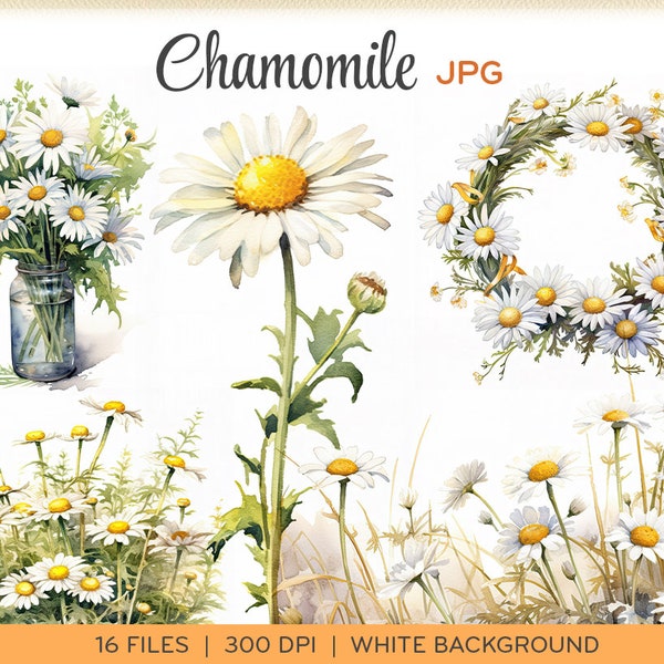 Watercolor chamomile clip art, JPGs, aquarelle daisies flowers, wreaths, borders, white background, instant download. 0012TS