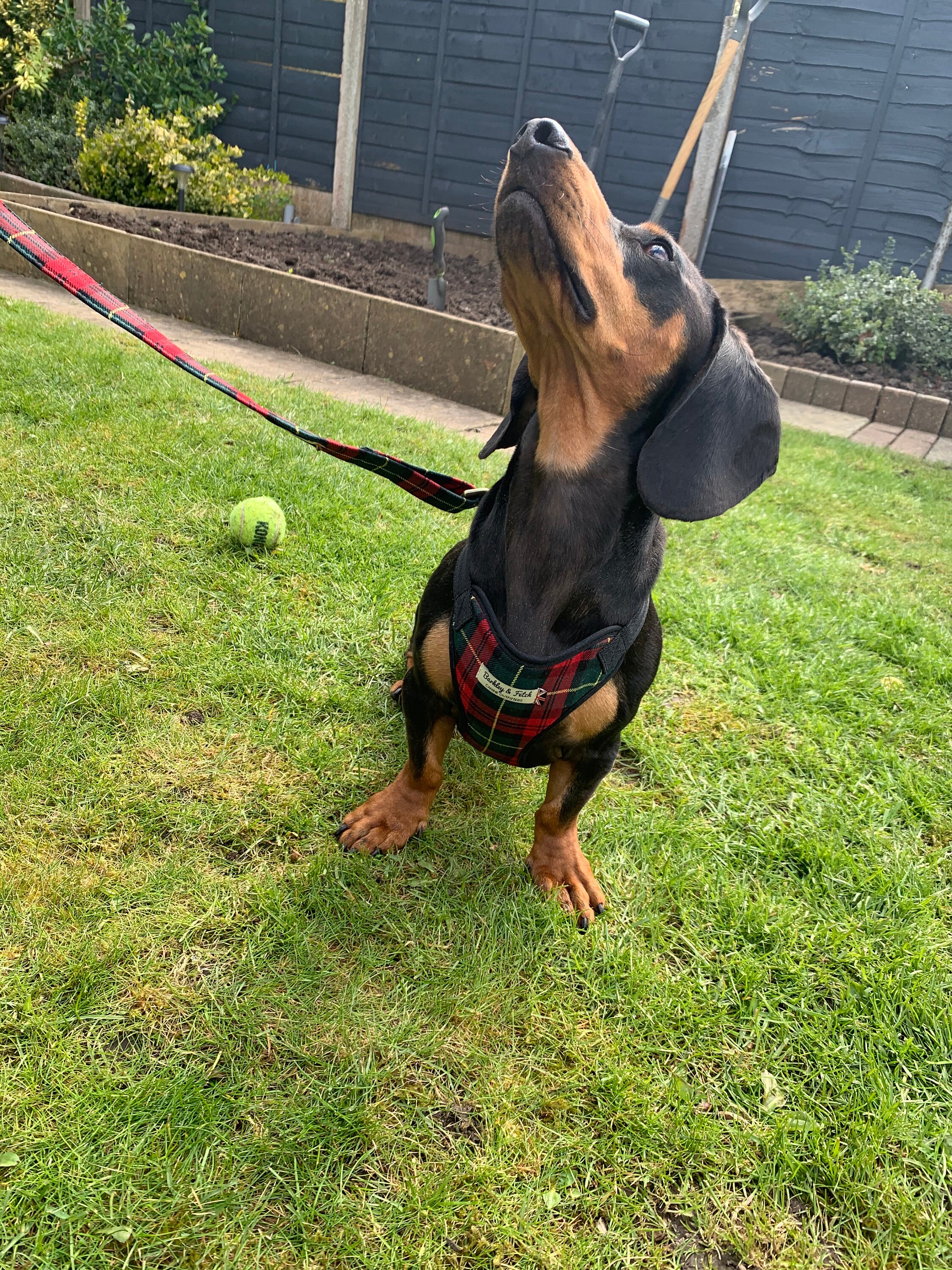 Red/green Tartan Dog Harness Etsy