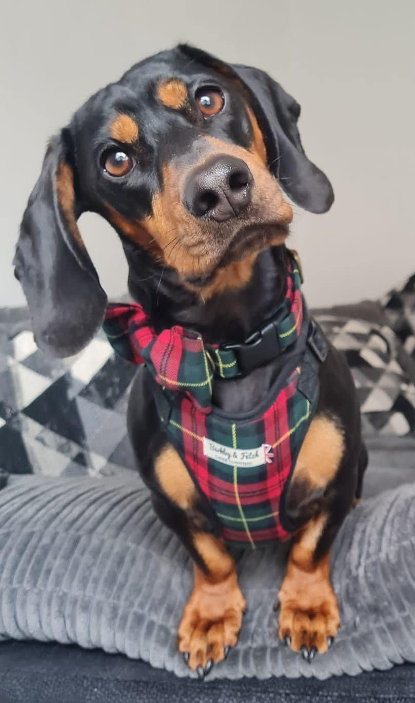 Red/green Tartan Dog Harness Etsy