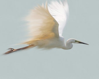 Egret in flight , white egret paint, heron art, heron art, egret drawing, white heron art, interior decor, heron watercolour