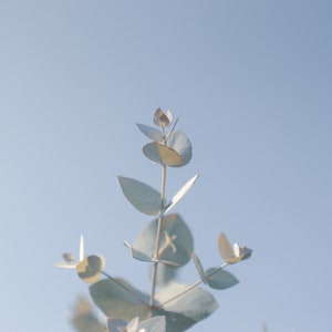 Eucalyptus