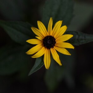 Rudbekia czarnooka