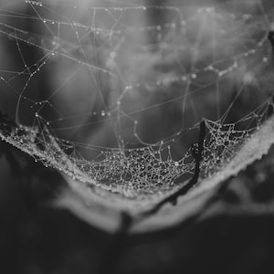 Dewy Spider&#39;s Web