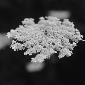 Queen Anne&#39;s Lace