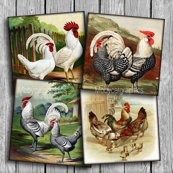 4 x 4 pouces Antique volaille sous-verres imprimables poulet poules coqs découpage Art feuille de Collage numérique imprimable téléchargement immédiat