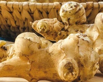 Jerusalem Artichoke (sunchoke) Tubers