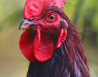 Partridge Rock Rooster Close-up