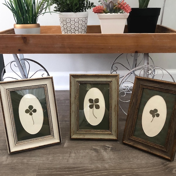 Framed Genuine Four Leaf Clover: Lucky Irish Charm Home Decor