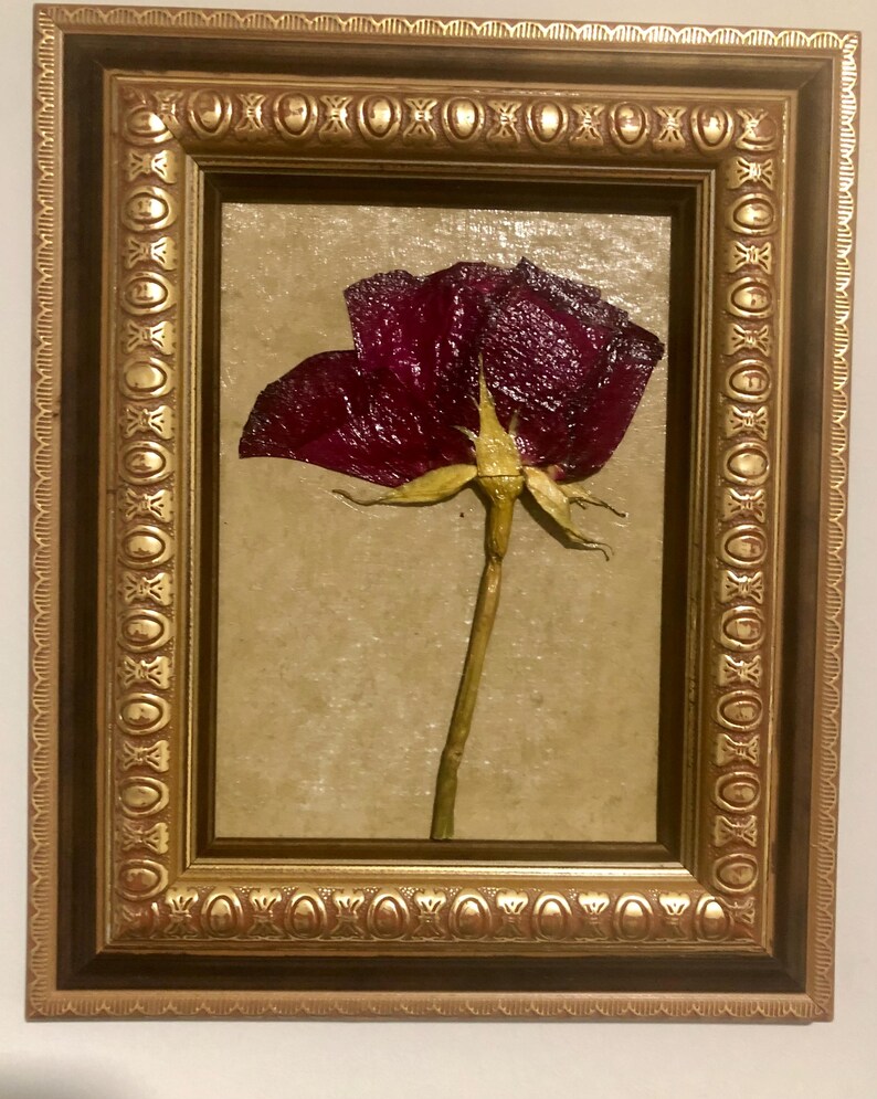 Pressed Red Rose in Gold Frame: Botanical Wall Hanging - Etsy