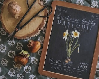 Heirloom Bulbs Daffodil slate {spring, Home Decor}