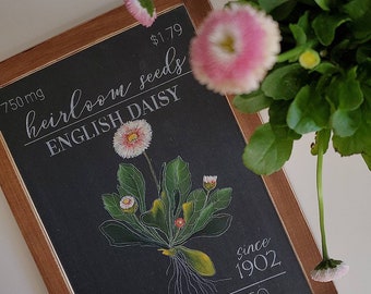 ENGLISH DAISY Heirloom Seed Co. Slate {spring, summer, Home Decor}