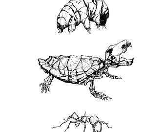 May include: Black and white ink drawings of three different creatures: a water bear, a turtle skeleton, and an ant. The water bear is a small, segmented creature. The turtle skeleton is detailed. The ant is shown in profile.