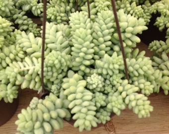 Succulent plant, Donkey Tail, Beautiful trailing plant great in your favorite hanging planter.