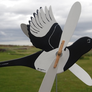 Magpie (Black-Billed) Whirligig