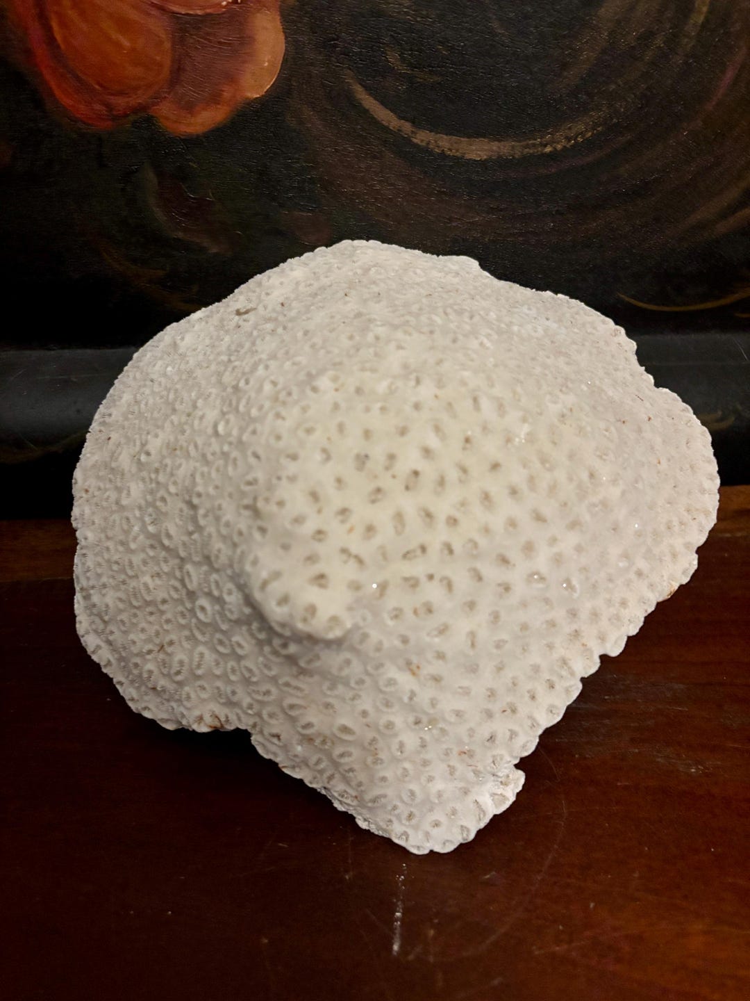Decorative Curio Brain Coral Shell - Etsy