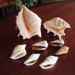 Clearance- Real Natural Beach Sea Shells Two Large Four Small Collectible Ocean Beach Home and Living décor f2101