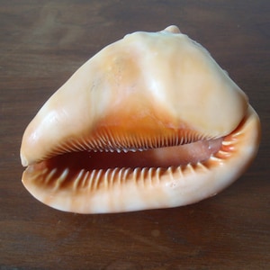 Natural Real Sea Shell Bull Mouth Conch Shell 4.5&quot; X 3.25&quot; Ocean Beach Lake Home and Living Home Decor g2705