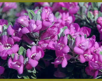 Sage Bush Etsy
