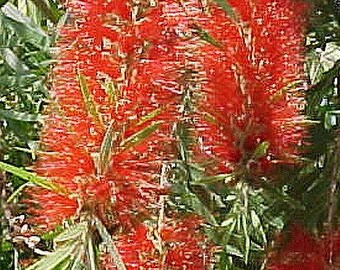 Purple Bottlebrush Etsy