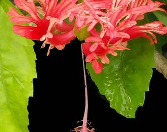 Japanese Lantern Schizopetalus Hiibiscus Live Tropical Plant Red Fringed Single Flower 10-12" Tall