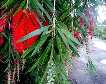 Boyette Weeping  Red Bottlebrush Tree Plant Flowers Attract Hummingbird 8-10" Tall
