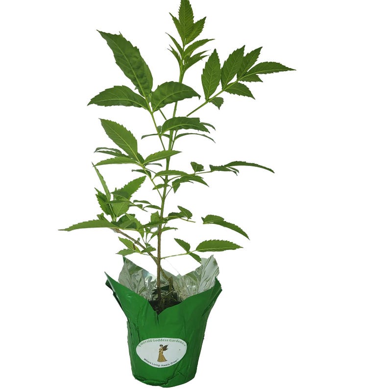 Esperanza Gold Star Texas Superstar Yellow Bells Flower, Butterfly Plant 8-12" Tall image 4