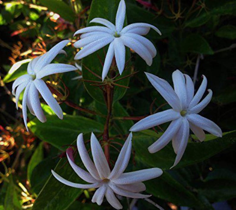 Jasmine STAR Semi-Tropical Flowering Shrub Live Plant Nitidum Shining Windmill White Fragrant Bloom Starter Size image 1