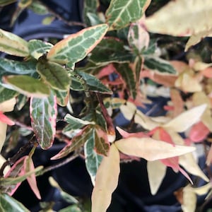 Minima Jasmine Tri-color Tropical Rare Pink White Green Variegation Live Groundcover Plant Starter Size 4 Inch Pot