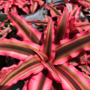 Earth Star Cryptanthus  Pink Starlite Tropical Terrestrial Live Bromeliad Plant Variegated  Pink Green