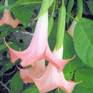 Brugmansia CHERUB Dwarf Angels Trumpet Live Tropical Plant Pink Fragrant Flowe
