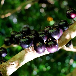 Jaboticaba Brazilian Grape Tree, Live Plant, Pencil Thick Trunk, Established 4 Inch Pot