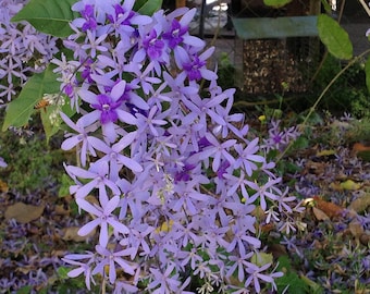 Petrea Petrea Queens Wreath Sandpaper Bluebird Vine Live Plant - 8-10" Tall