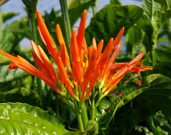 Mexican Honeysuckle Live Plant Attracts Butterfly Hummingbird 6-8 Inches Tall 4 Inch Pot