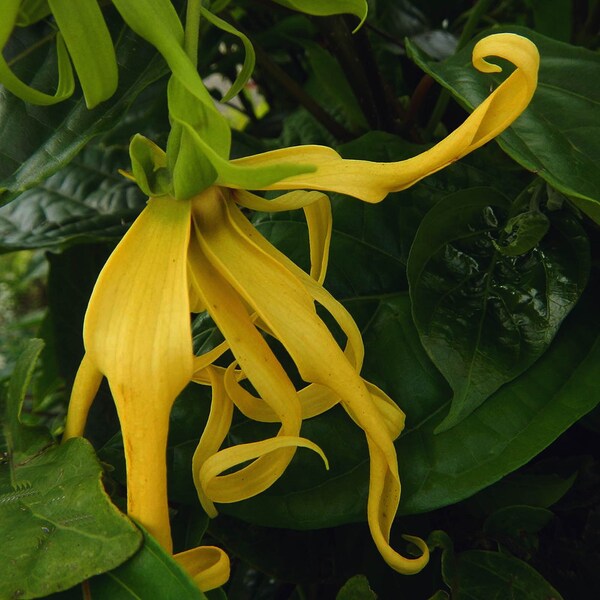 Ylang Ylang Live Plant Etsy